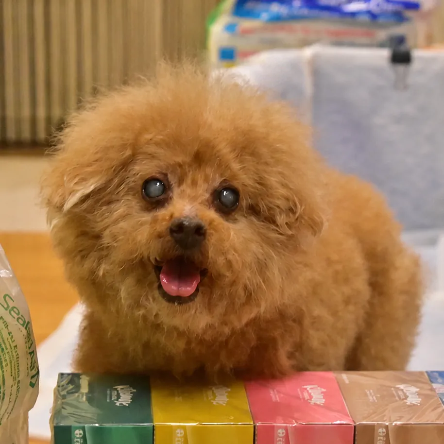 愛犬ロックス君（ロックス君のページへ）